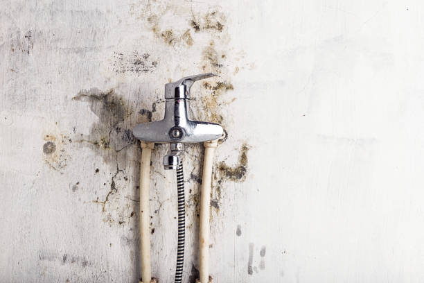 Best Mold Removal Process  in Sa Loma, CA
