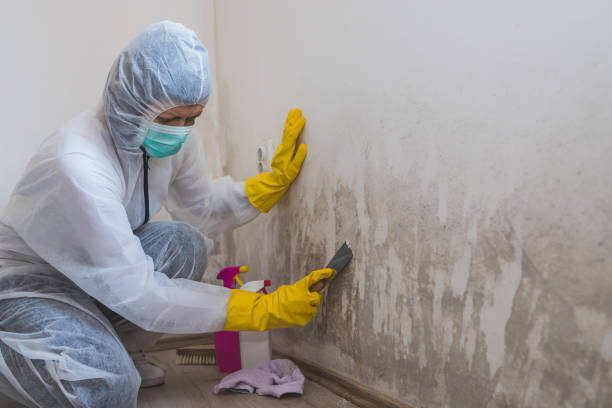 Best Attic Mold Removal  in Sa Loma, CA