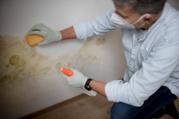 Mold Removal and Inspection in Casa Loma, CA