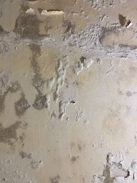 Best Commercial Mold Removal  in Sa Loma, CA