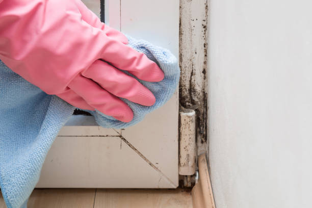 Best Mold Removal and Inspection  in Sa Loma, CA