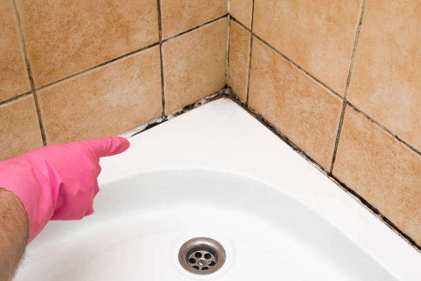 Best Mold Testing  in Sa Loma, CA